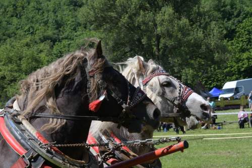 DSC_5003